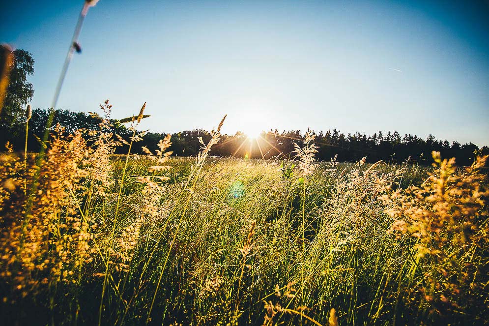 gartenhochzeit